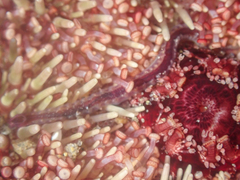 Flabesymbios commensalis