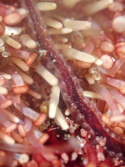 Flabesymbios commensalis