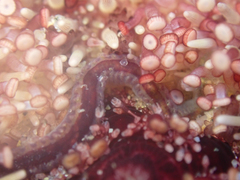 Flabesymbios commensalis