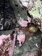 Enteroctopus dofleini