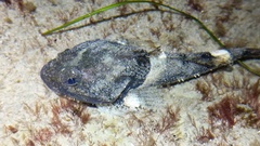 Artedius notospilotus