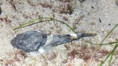 Artedius notospilotus