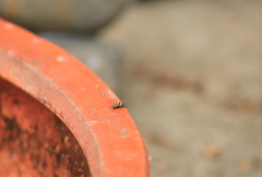Anthomyia silvestris