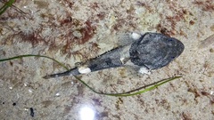 Artedius notospilotus