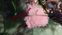 Aplysilla glacialis