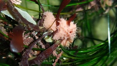 Aplysilla glacialis