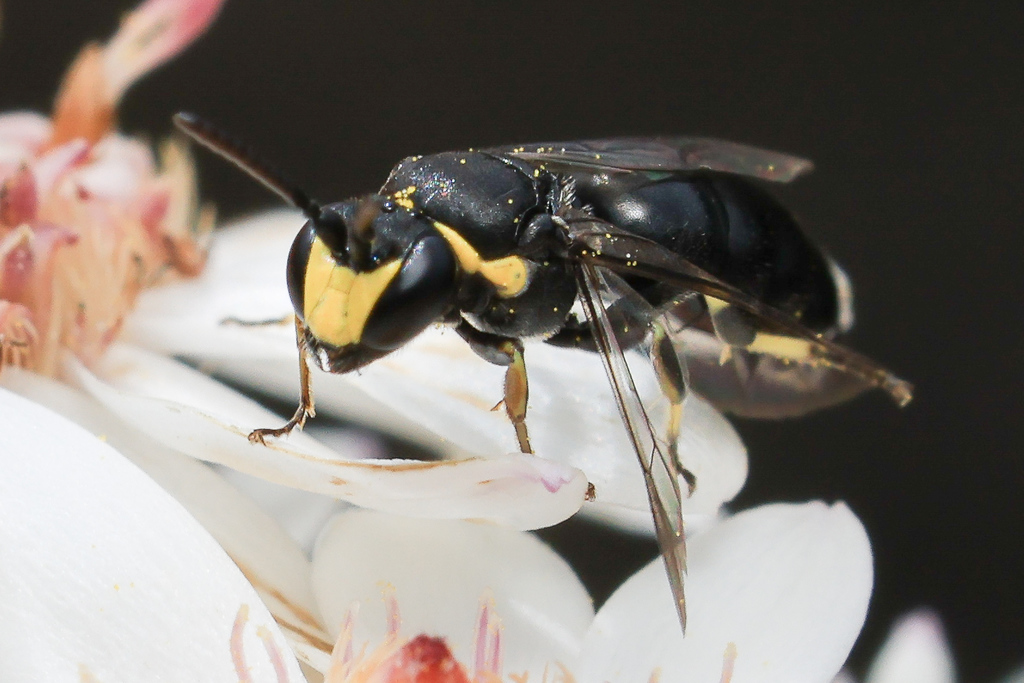 Bituberculate Masked Bee from Buckland TAS 7190, Australia on November ...