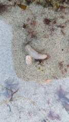 Leptosynapta albicans