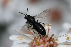 Hylaeus bituberculatus