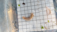 Leptosynapta albicans