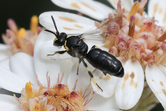 Hylaeus bituberculatus