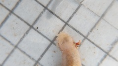 Leptosynapta albicans