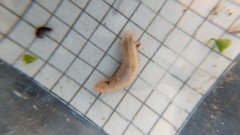 Leptosynapta albicans