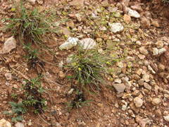 Ivesia sabulosa