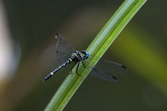 Notiothemis robertsi