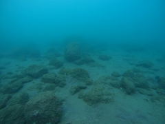 Haemulon steindachneri