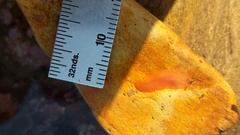 Eurylepta aurantiaca