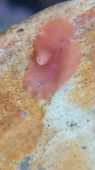 Eurylepta aurantiaca