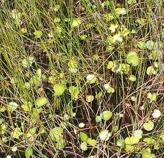 Ornduffia reniformis