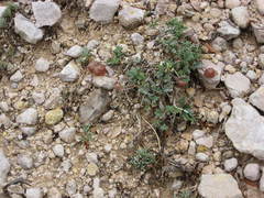 Astragalus limnocharis