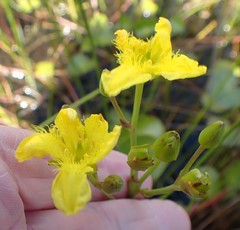 Ornduffia reniformis