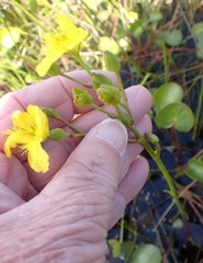 Ornduffia reniformis