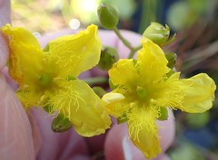 Ornduffia reniformis