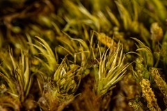Paraleucobryum enerve
