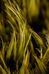 Paraleucobryum enerve