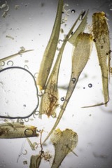 Paraleucobryum enerve