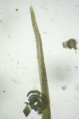 Paraleucobryum enerve