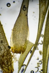 Paraleucobryum enerve