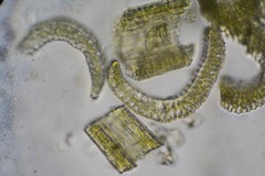 Paraleucobryum enerve