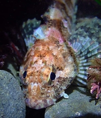 Hemilepidotus spinosus