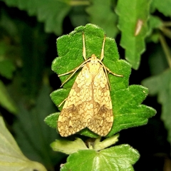 Lophocampa citrina