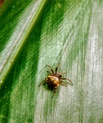 Araneus nox