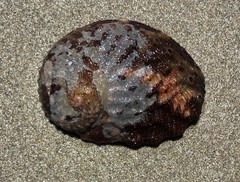 Haliotis rubra rubra