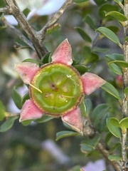 Leptospermum rotundifolium