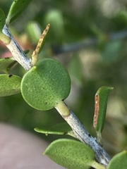 Leptospermum rotundifolium