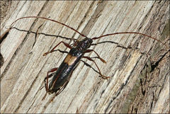 Epithora dorsalis