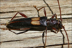 Epithora dorsalis