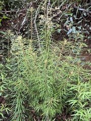 Astrotricha longifolia