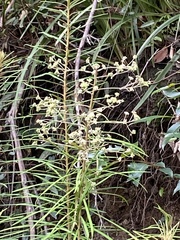 Astrotricha longifolia