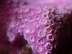 Stylantheca papillosa