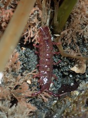 Idotea rufescens