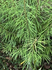 Astrotricha longifolia