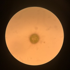 Golenkinia