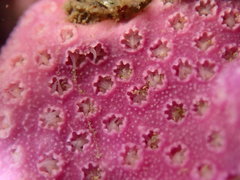 Stylantheca papillosa