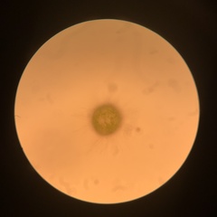 Golenkinia