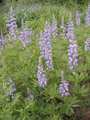 Lupinus argenteus rubricaulis